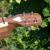 Walnut with heart inlay from 100 year old piano key